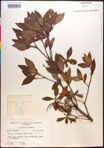 000016855-thumbnail.jpg