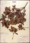 000016856-thumbnail.jpg