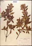 000016857-thumbnail.jpg