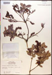 000016858-thumbnail.jpg