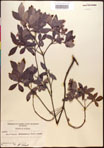 000016859-thumbnail.jpg