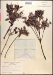 000016860-thumbnail.jpg