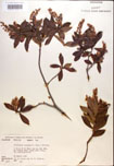 000016861-thumbnail.jpg