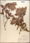 000016862-thumbnail.jpg