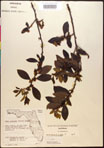 000016938-thumbnail.jpg