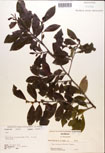 000016939-thumbnail.jpg
