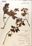 000016940-thumbnail.jpg