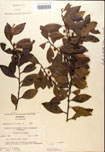 000016941-thumbnail.jpg