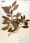 000016942-thumbnail.jpg