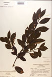 000016944-thumbnail.jpg