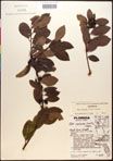 000016947-thumbnail.jpg