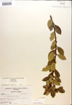 000016949-thumbnail.jpg