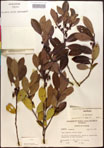000016950-thumbnail.jpg