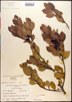 000016951-thumbnail.jpg