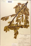 000016952-thumbnail.jpg