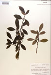 000016953-thumbnail.jpg