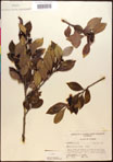 000016954-thumbnail.jpg