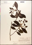 000016955-thumbnail.jpg