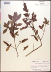 000016956-thumbnail.jpg