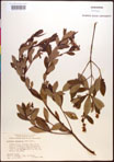 000016957-thumbnail.jpg