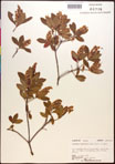 000016958-thumbnail.jpg