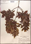 000016959-thumbnail.jpg