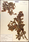 000016960-thumbnail.jpg