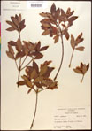 000016961-thumbnail.jpg