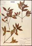 000016962-thumbnail.jpg
