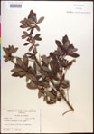 000016963-thumbnail.jpg