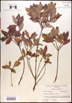 000016964-thumbnail.jpg