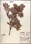 000016966-thumbnail.jpg