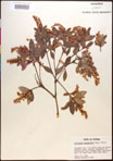 000016968-thumbnail.jpg