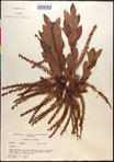 000016999-thumbnail.jpg