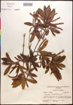 000017002-thumbnail.jpg