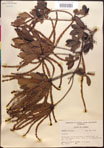000017003-thumbnail.jpg