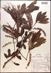 000017005-thumbnail.jpg