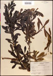 000017006-thumbnail.jpg