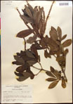 000017007-thumbnail.jpg