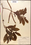 000017008-thumbnail.jpg