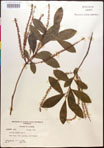 000017009-thumbnail.jpg