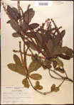 000017010-thumbnail.jpg
