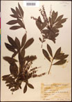 000017011-thumbnail.jpg