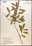 000017012-thumbnail.jpg