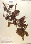 000017013-thumbnail.jpg