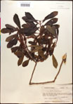 000017014-thumbnail.jpg