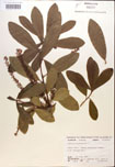 000017015-thumbnail.jpg