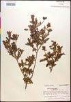 000017016-thumbnail.jpg