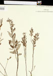 000017017-thumbnail.jpg