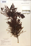 000017019-thumbnail.jpg